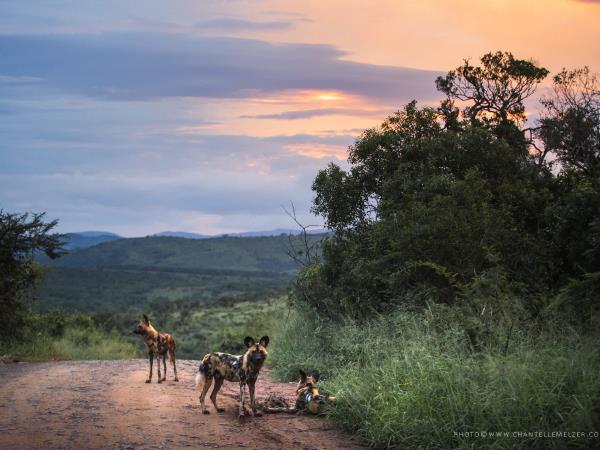 Endangered wildlife conservation in South Africa