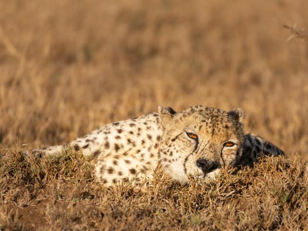 Wildlife conservation safari in South Africa