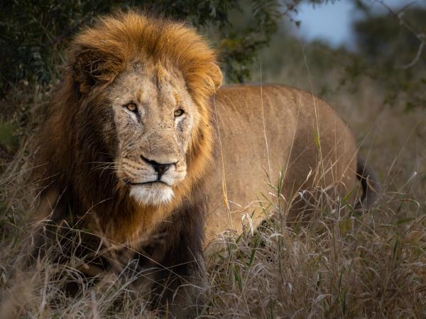 Wildlife conservation safari in South Africa