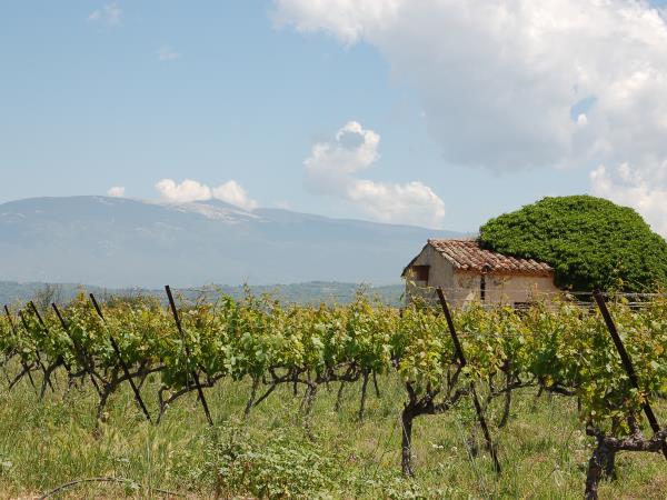 Provence to Camargue cycling vacation in France