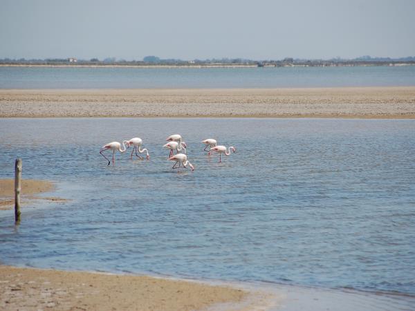 Provence to Camargue cycling vacation in France