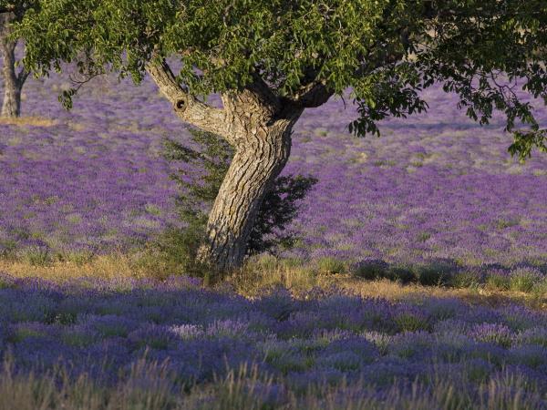 Upper Provence walking vacation in France