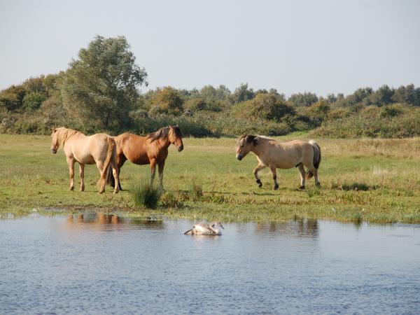 Bay of the Somme family cycling vacation, France
