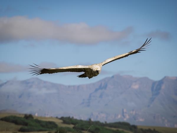 Bearded vulture conservation vacation, South Africa