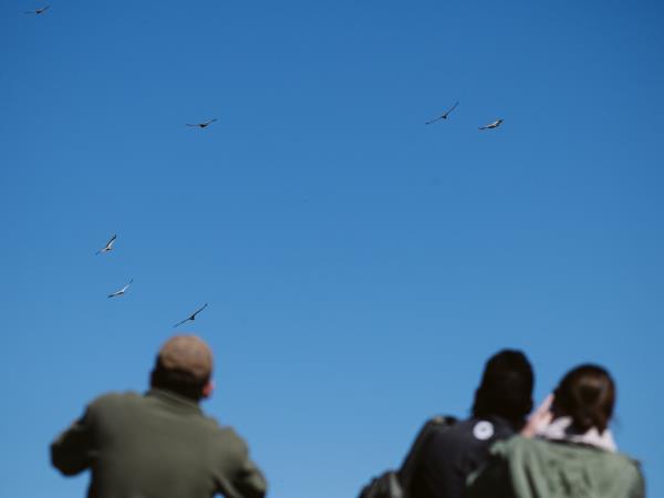 Bearded vulture conservation vacation, South Africa