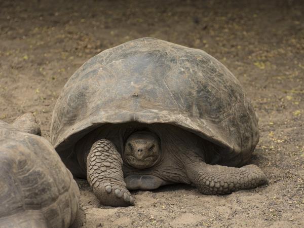 Flexible Galapagos Islands tour