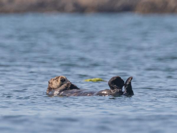 Wild sea kayaking expedition, Vancouver Island