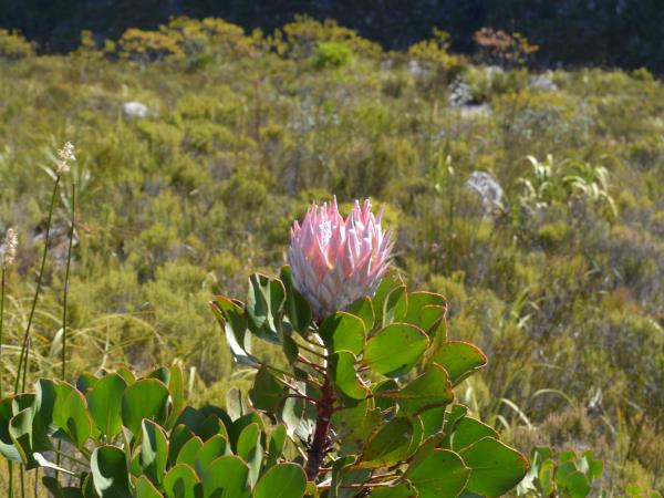 Women's vacation in Cape Town, South Africa