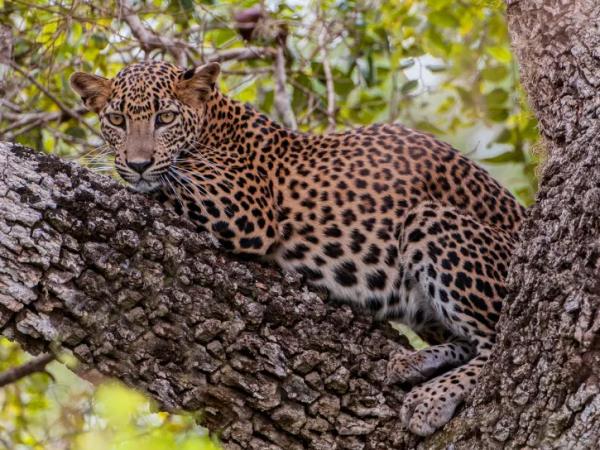 Best of Sri Lanka group tour