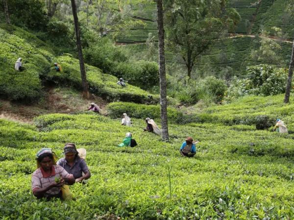 Best of Sri Lanka group tour