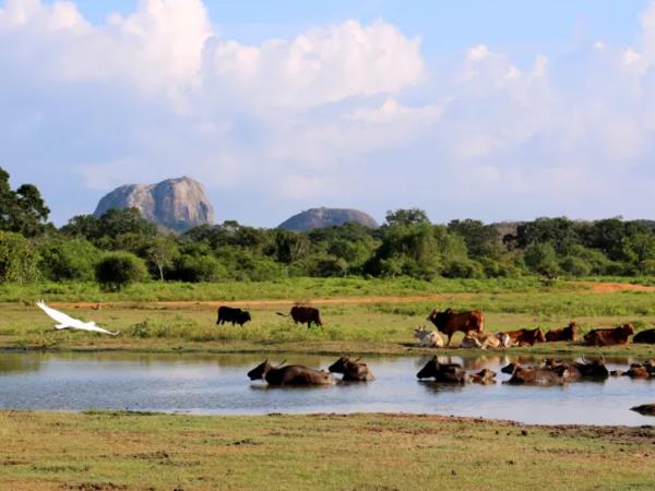 Best of Sri Lanka group tour