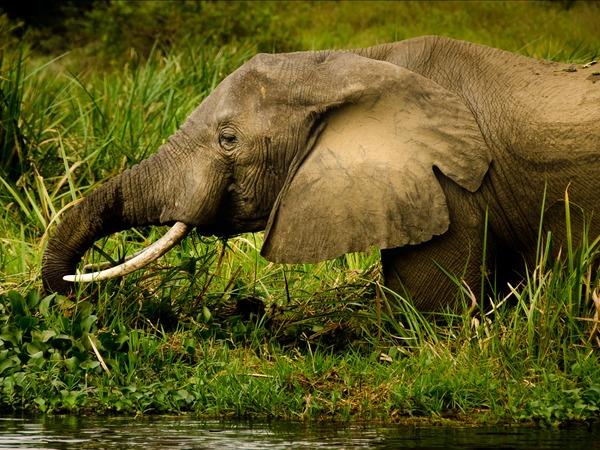 Ultimate Uganda, small group tour