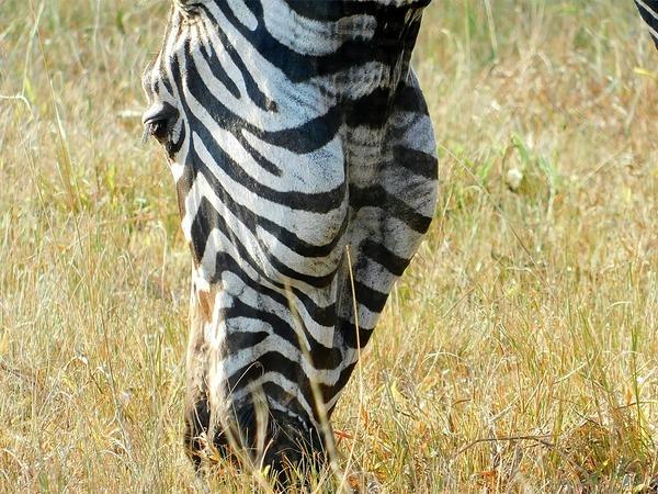 Ultimate Uganda, small group tour