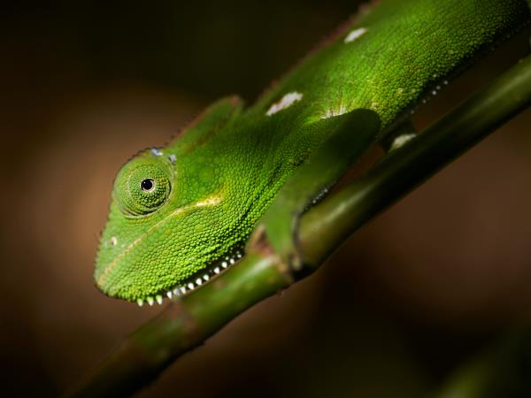 Madagascar Photography vacation