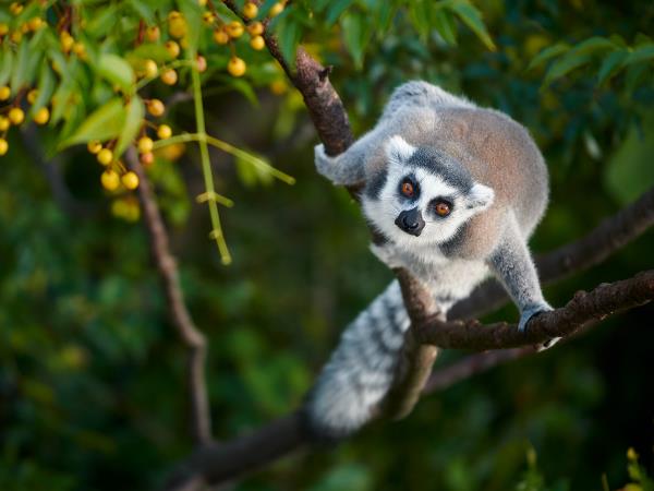 Madagascar Photography vacation
