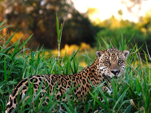 Brazil wildlife vacation, tailor made