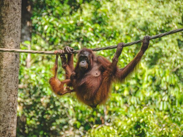 Borneo vacations, tailor made