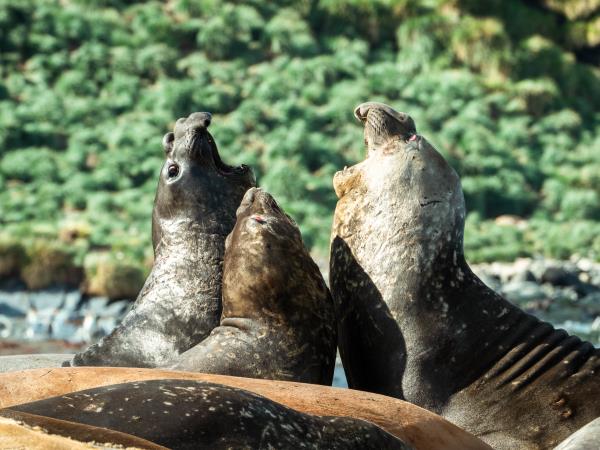 Antarctic Peninsula small ship cruise