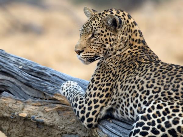 Zambia and Malawi tailor made safaris