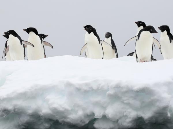 Antarctic Peninsula small ship cruise