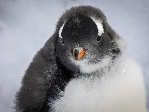 Antarctic Peninsula small ship cruise