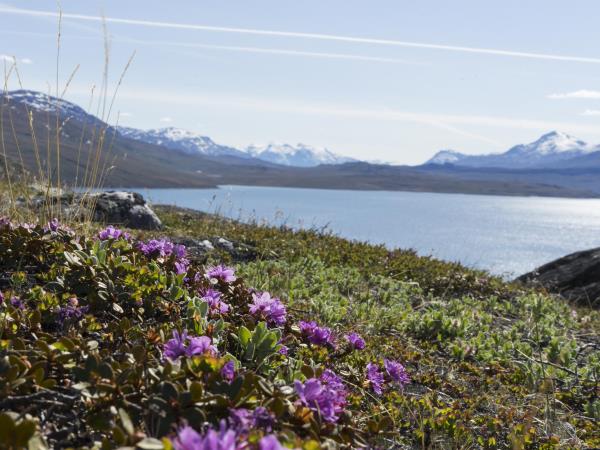 Greenland cruises from Reykjavik