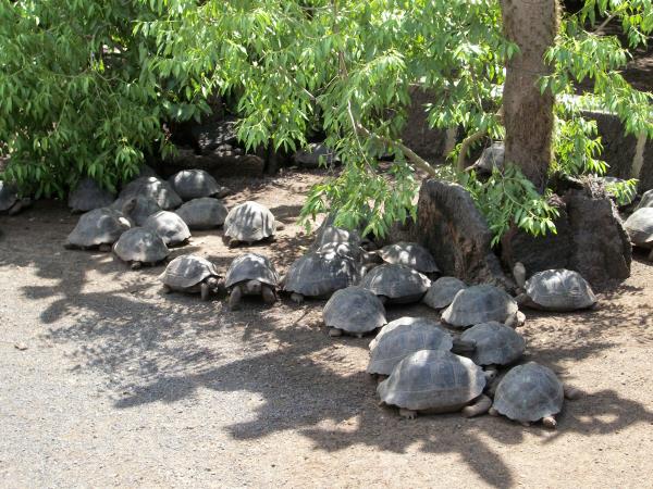 Galapagos conservation project