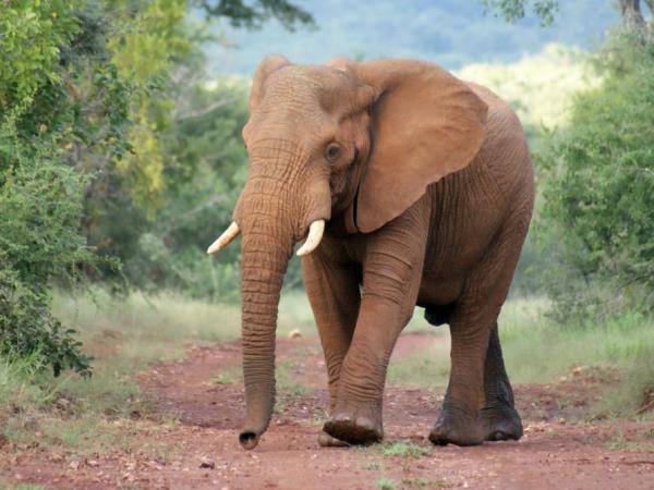 Wildlife sanctuary & rehabilitation centre, South Africa