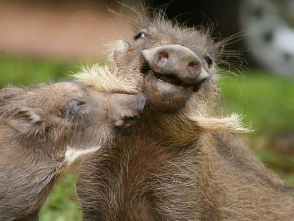 Wildlife sanctuary & rehabilitation centre, South Africa