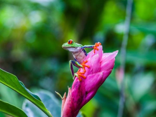 Costa Rica self drive vacation
