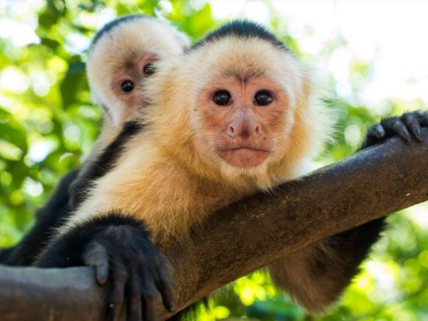 Activity & nature holiday in Costa Rica