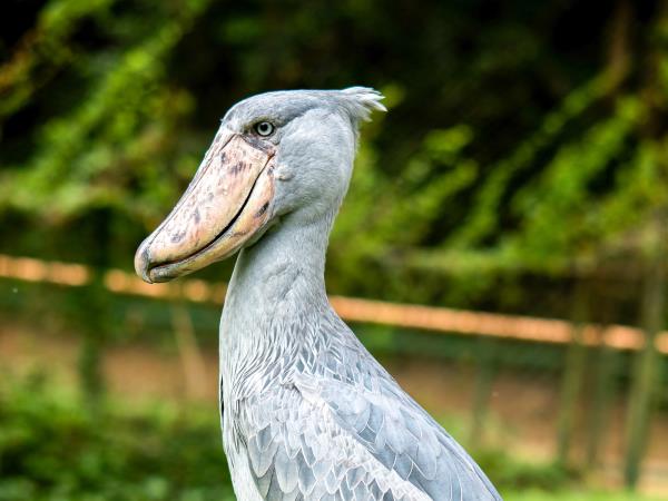 Ultimate Uganda, small group tour