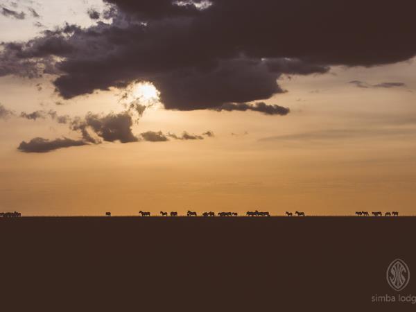 Kenya safari tour, north and south