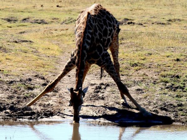 Kenya safari tour, north and south