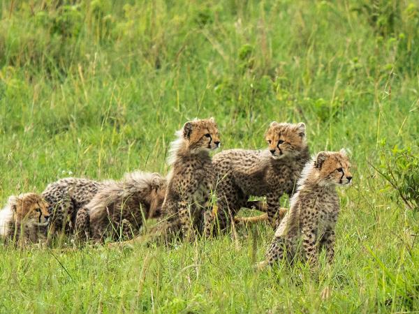 Kenya cheetah safari