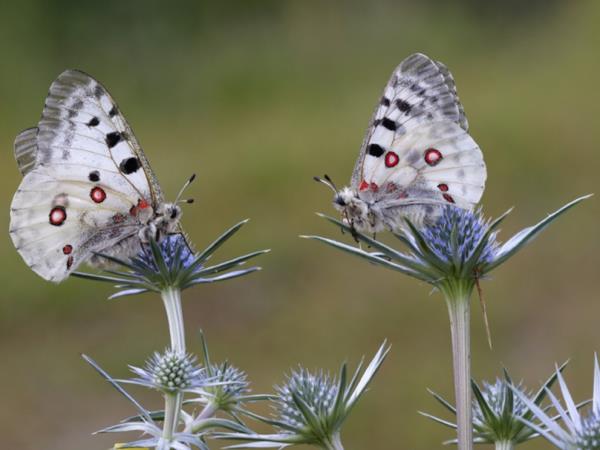 Butterflies and birds of the Spanish Pyrenees vacation
