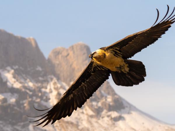 Butterflies and birds of the Spanish Pyrenees vacation