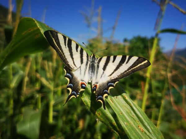 Butterflies and birds of the Spanish Pyrenees vacation