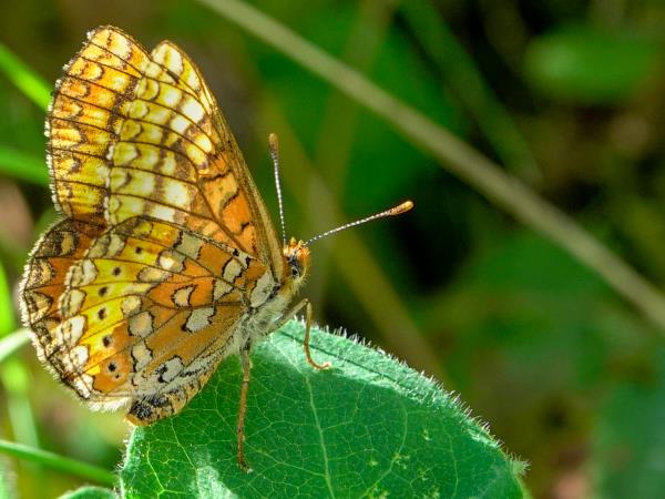 Butterflies and birds of the Spanish Pyrenees vacation