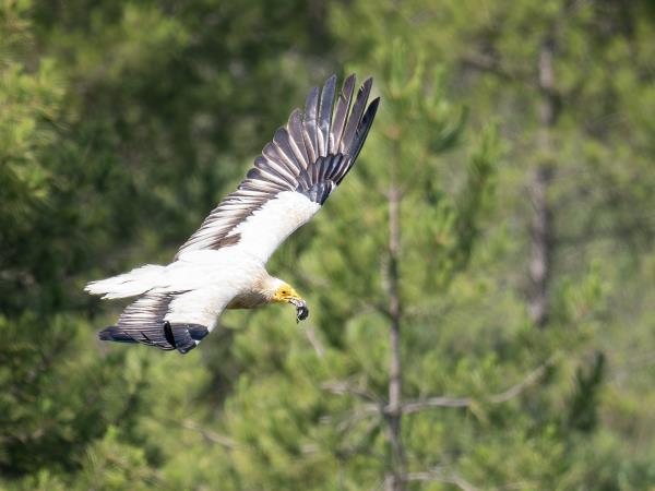 Butterflies and birds of the Spanish Pyrenees vacation