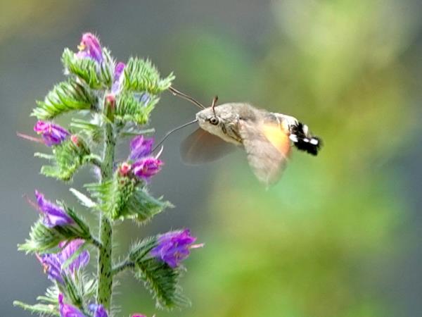 Butterflies and birds of the Spanish Pyrenees vacation
