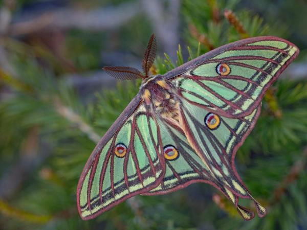 Butterflies and birds of the Spanish Pyrenees vacation