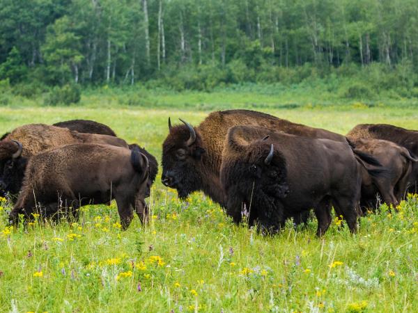 Wildlife holiday in Manitoba, Canada