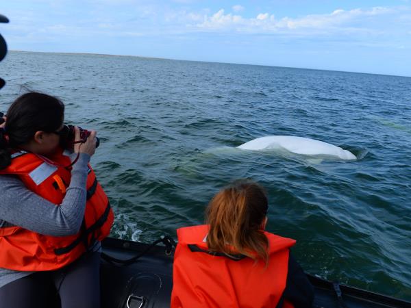 Wildlife holiday in Manitoba, Canada