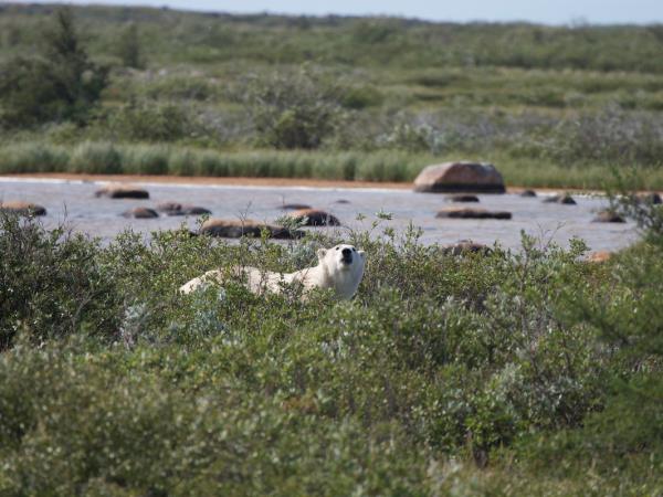 Wildlife holiday in Manitoba, Canada
