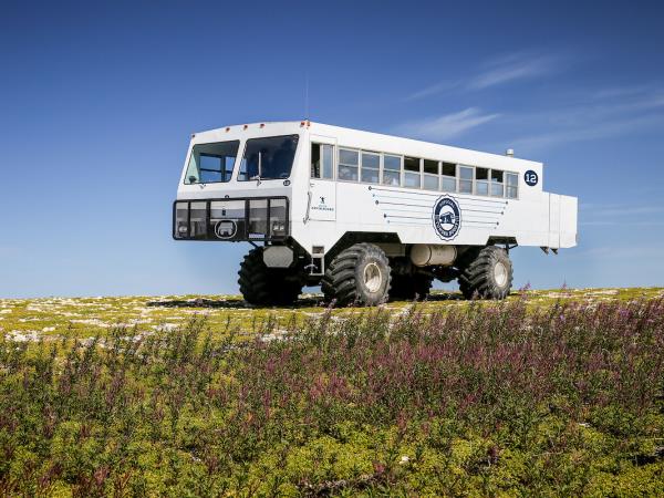 Wildlife holiday in Manitoba, Canada
