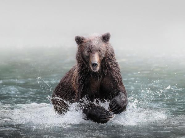 Wilderness wildlife lodge, British Columbia