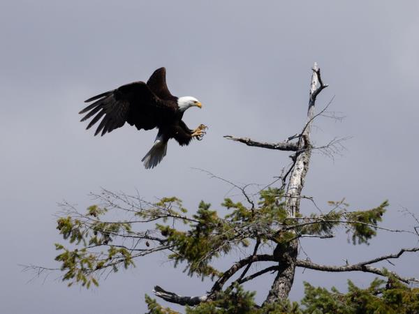 Wilderness wildlife lodge, British Columbia