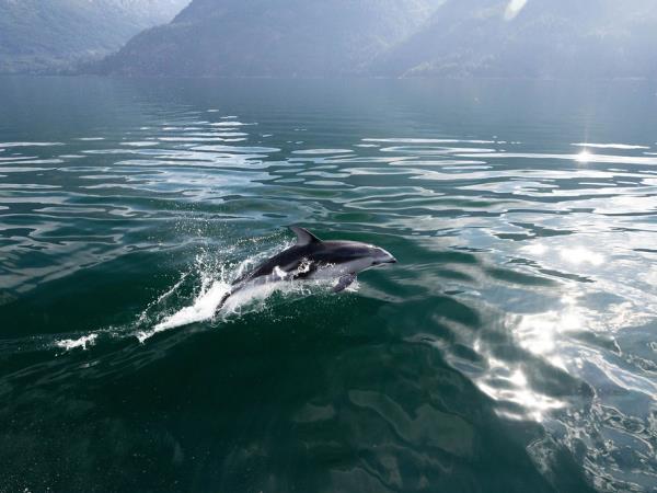 Wilderness wildlife lodge, British Columbia