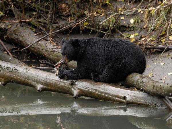 Wilderness wildlife lodge, British Columbia